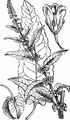 Gemüse-Ampfer - Rumex longifolius DC.