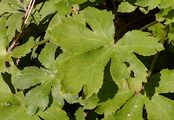 Sanicle - Sanicula europaea L.