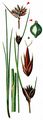 Black Bog-Rush - Schoenus nigricans L.