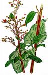 Wasser-Braunwurz - Scrophularia auriculata L. 