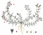 Sand Spurrey - Spergularia rubra (L.) J. Presl & C. Presl