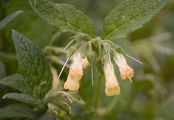 Tuberous Comfrey - Symphytum tuberosum L.