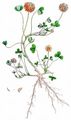 Erdbeer-Klee - Trifolium fragiferum L.