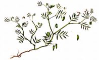 Smooth Tare - Vicia tetrasperma (L.) Schreb.