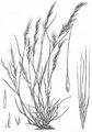 Rat's-Tail Fescue - Vulpia myuros (L.) C. C. Gmel.