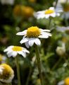 Corn Chamomile - Anthemis arvensis L.