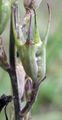 Rapunzel-Glockenblume - Campanula rapunculus L.