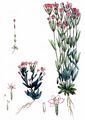 Seaside Centaury - Centaurium littorale (Turner) Gilmour