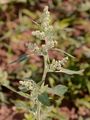 Stinking Goosefoot - Chenopodium vulvaria L.