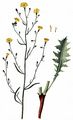 Großer Knorpellattich - Chondrilla juncea L.