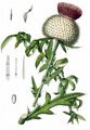 Wollköpfige Kratzdistel - Cirsium eriophorum (L.) Scop.