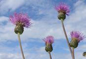 Melancholy Thistle - Cirsium heterophyllum (L.) Hill