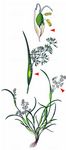 Scheidengras - Coleanthus subtilis (Tratt.) Seidl 