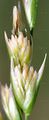 Heath-Grass - Danthonia decumbens (L.) DC.