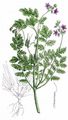 Gewöhnlicher Reiherschnabel - Erodium cicutarium (L.) L'Hér.