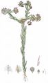 Common Cudweed - Filago germanica (L.) Huds.