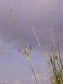 Sea Rush - Juncus maritimus Lam.