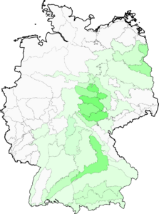 Asperula tinctoria