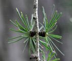 Japanese Larch - Larix kaempferi (Lamb.) Carrière