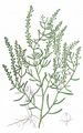 Narrow-Leaved Pepperwort - Lepidium ruderale L.