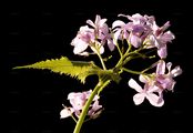 Perennial Honesty - Lunaria rediviva L.