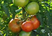 Tomato - Lycopersicon esculentum Mill.