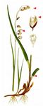 Nickendes Perlgras - Melica nutans L. 