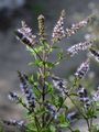 Spear Mint - Mentha spicata L.