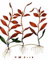 Fen Pondweed - Potamogeton coloratus Hornem.