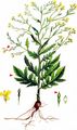 Steppe Cabbage - Rapistrum perenne (L.) All.