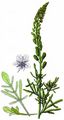 Wild Mignonette - Reseda lutea L.