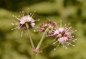 Sanicle - Sanicula europaea L.