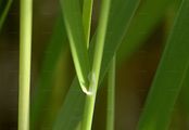 Swamp Grass - Scolochloa festucacea (Willd.) Link
