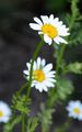 Geruchlose Kamille - Tripleurospermum inodorum (L.) Sch. Bip.
