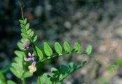 Bush Vetch - Vicia sepium L.