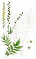 Fragrant Agrimony - Agrimonia procera Wallr.