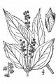 Giant Ragweed - Ambrosia trifida L.