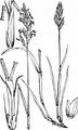 Wohlriechendes Ruchgras - Anthoxanthum odoratum L.