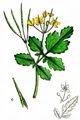 Gewöhnliches Schöllkraut - Chelidonium majus L.