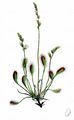 Oblong-Leaved Sundew - Drosera intermedia Hayne
