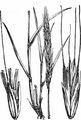Bearded Couch - Elymus caninus (L.) L.