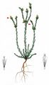 Field Cudweed - Filago arvensis L.