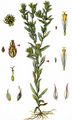Common Cudweed - Filago germanica (L.) Huds.