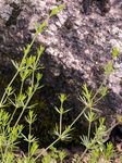 Grannen-Labkraut - Galium aristatum L. 
