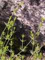 Awned Bedstraw - Galium aristatum L.