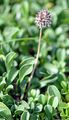 Herzblättrige Kugelblume - Globularia cordifolia L.