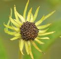 Jerusalem Artichoke - Helianthus tuberosus L.