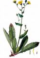 Stängelumfassendes Habichtskraut - Hieracium amplexicaule L.