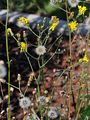 Tussock Hawkweed - Hieracium lachenalii Suter