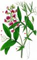 Norfolk Everlasting-Pea - Lathyrus heterophyllus L.